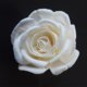Sola Wood Flowers Wholesale Supplier