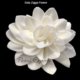 Sola Wood Flower Wholesale